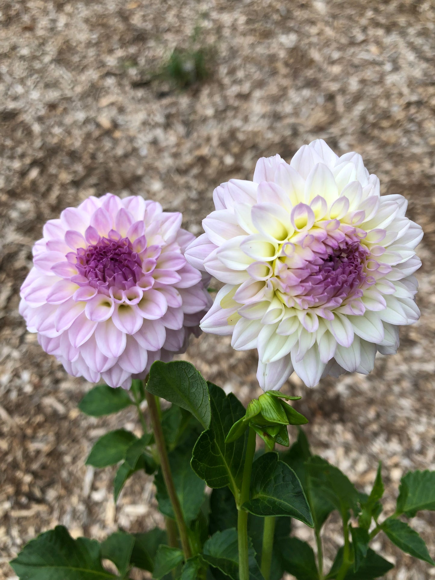 Bistro - Bulk Pack (5)