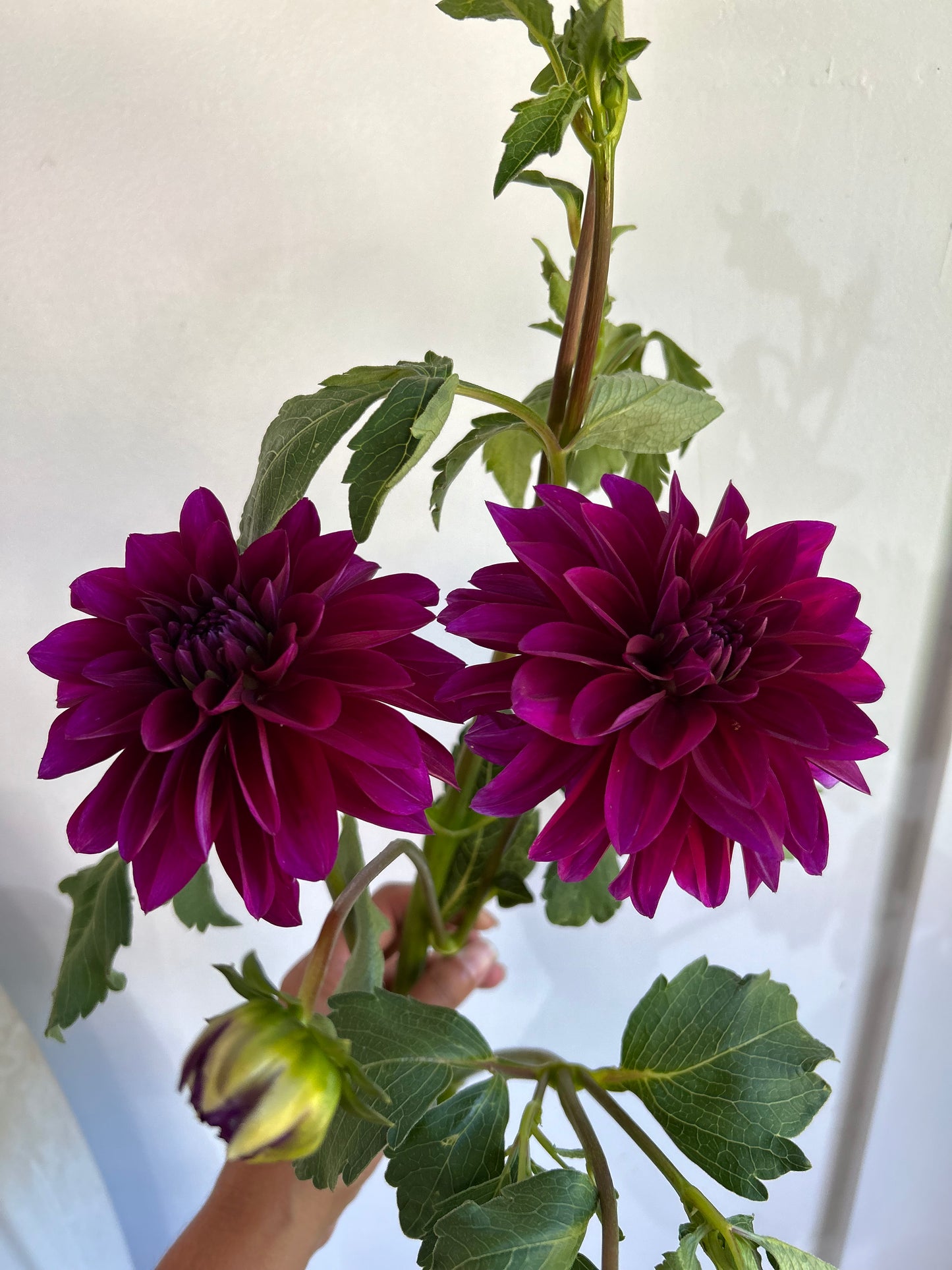 Le Baron Bulk Pack (5)