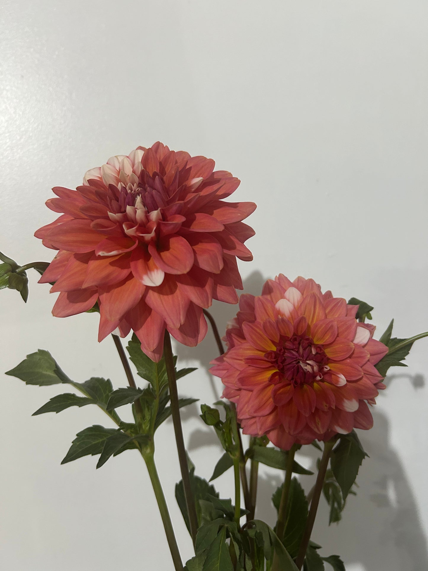 A La Mode- Bulk Pack (5)