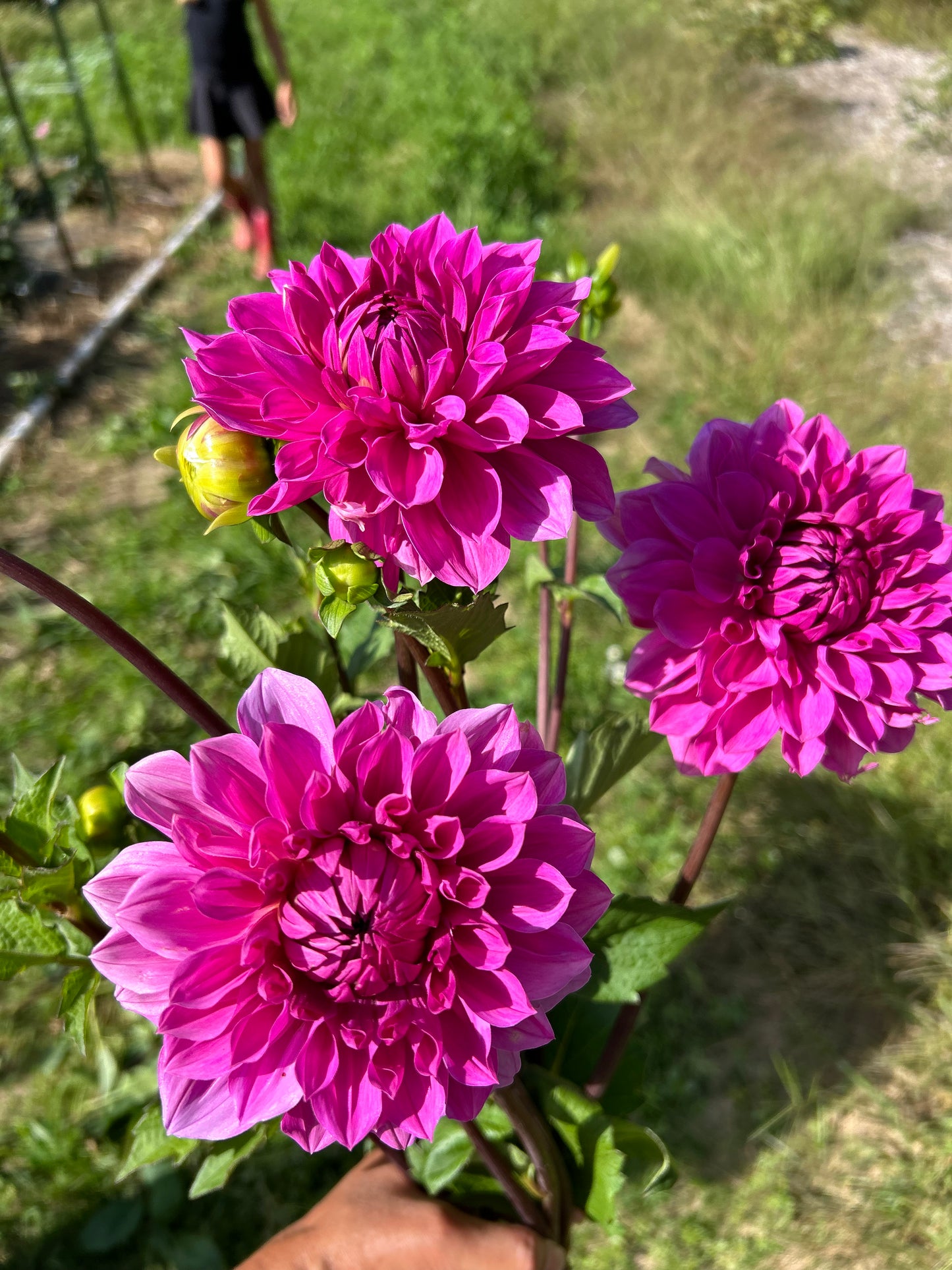 Pink Dahlia