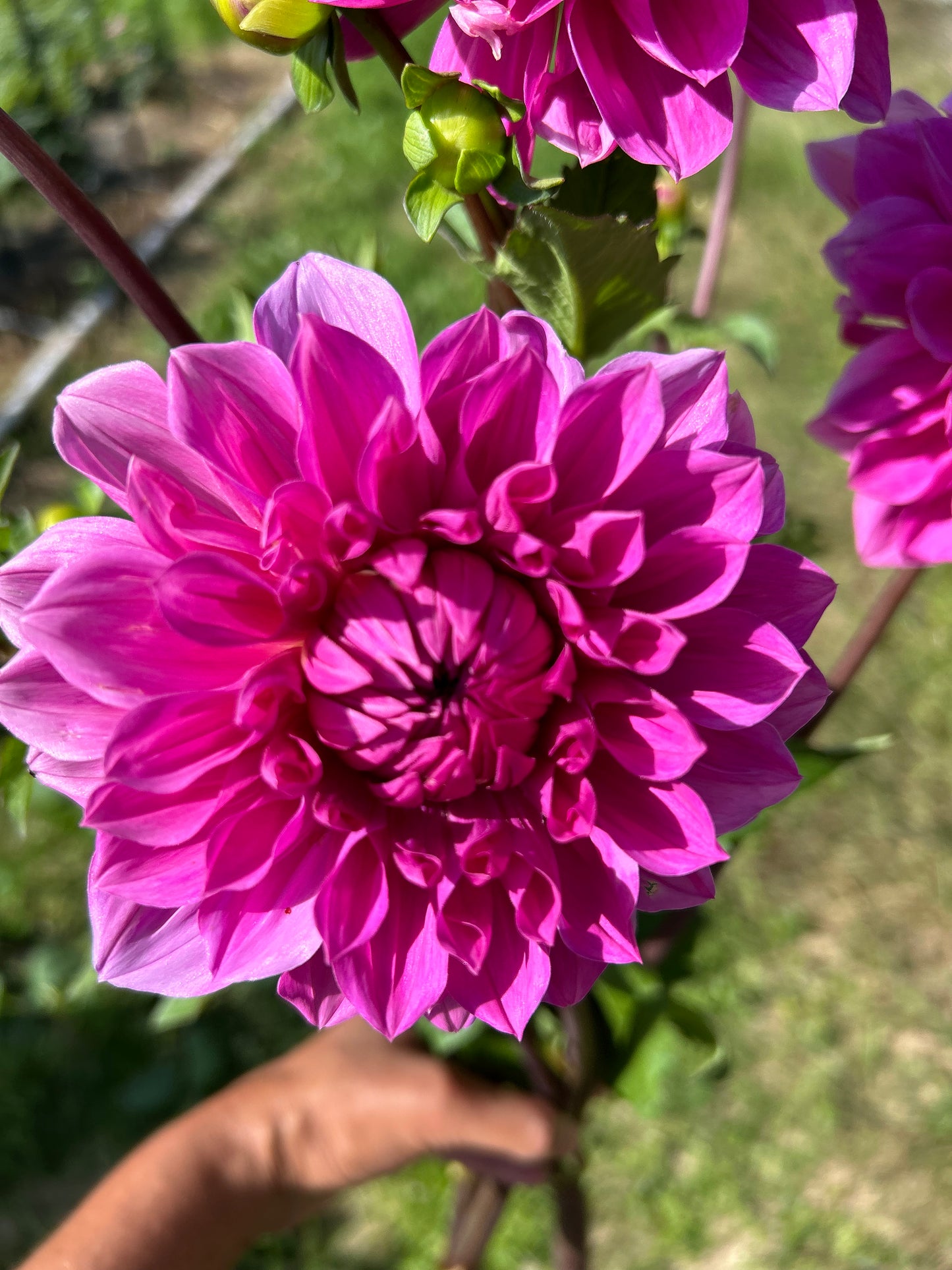 Pink Dahlia