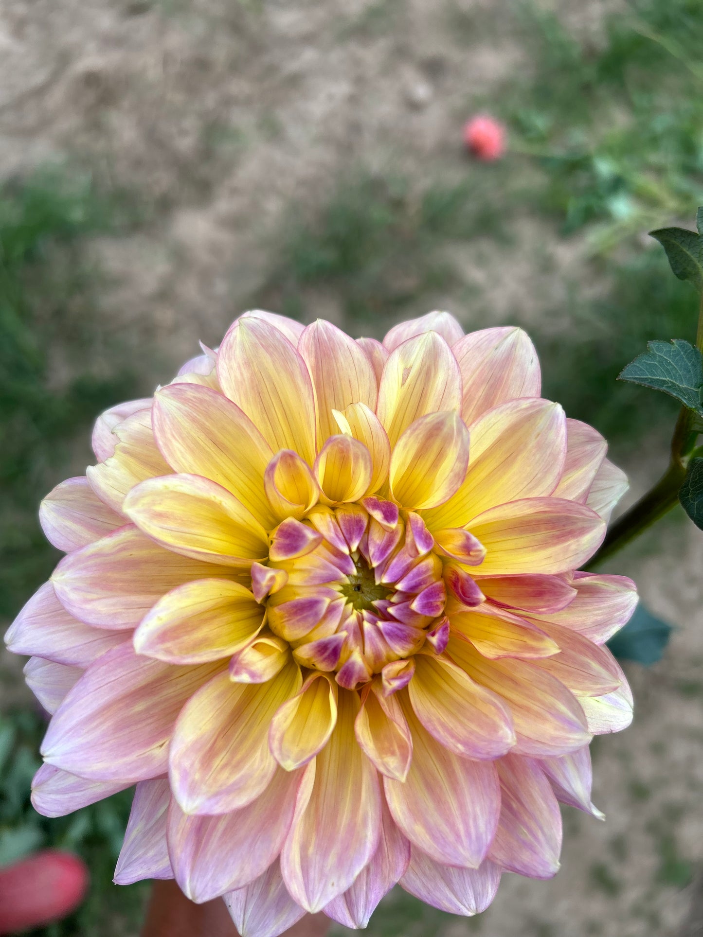 Wyn's New Pastel
