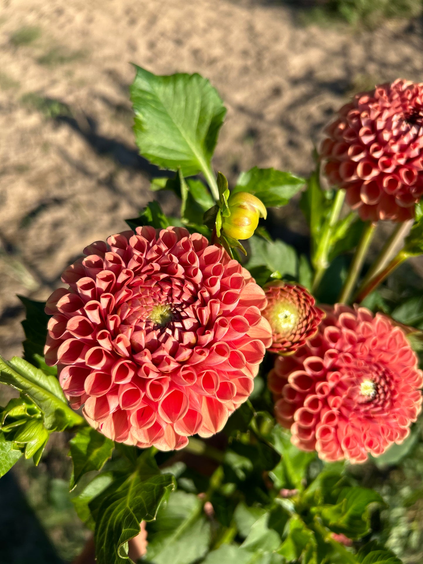 Cornel Bronze Bulk Pack (5)