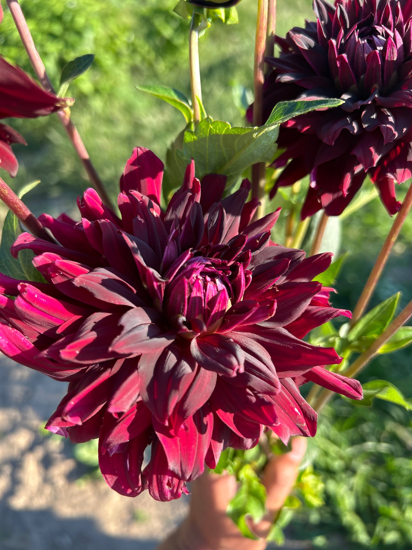 Rip City Bulk Pack (5)