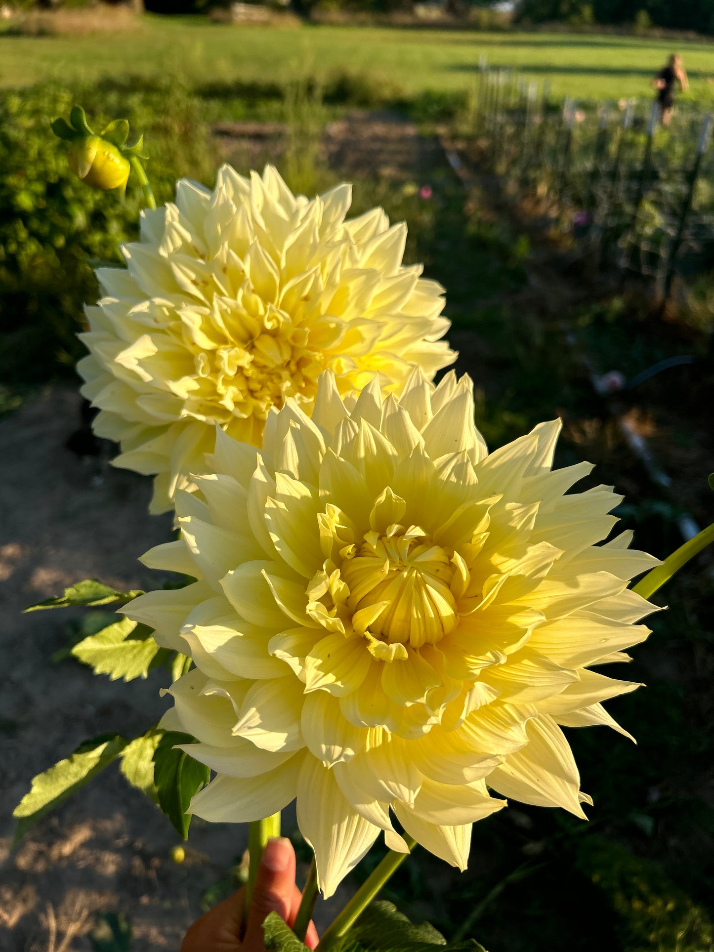 Penhill Yellow Queen