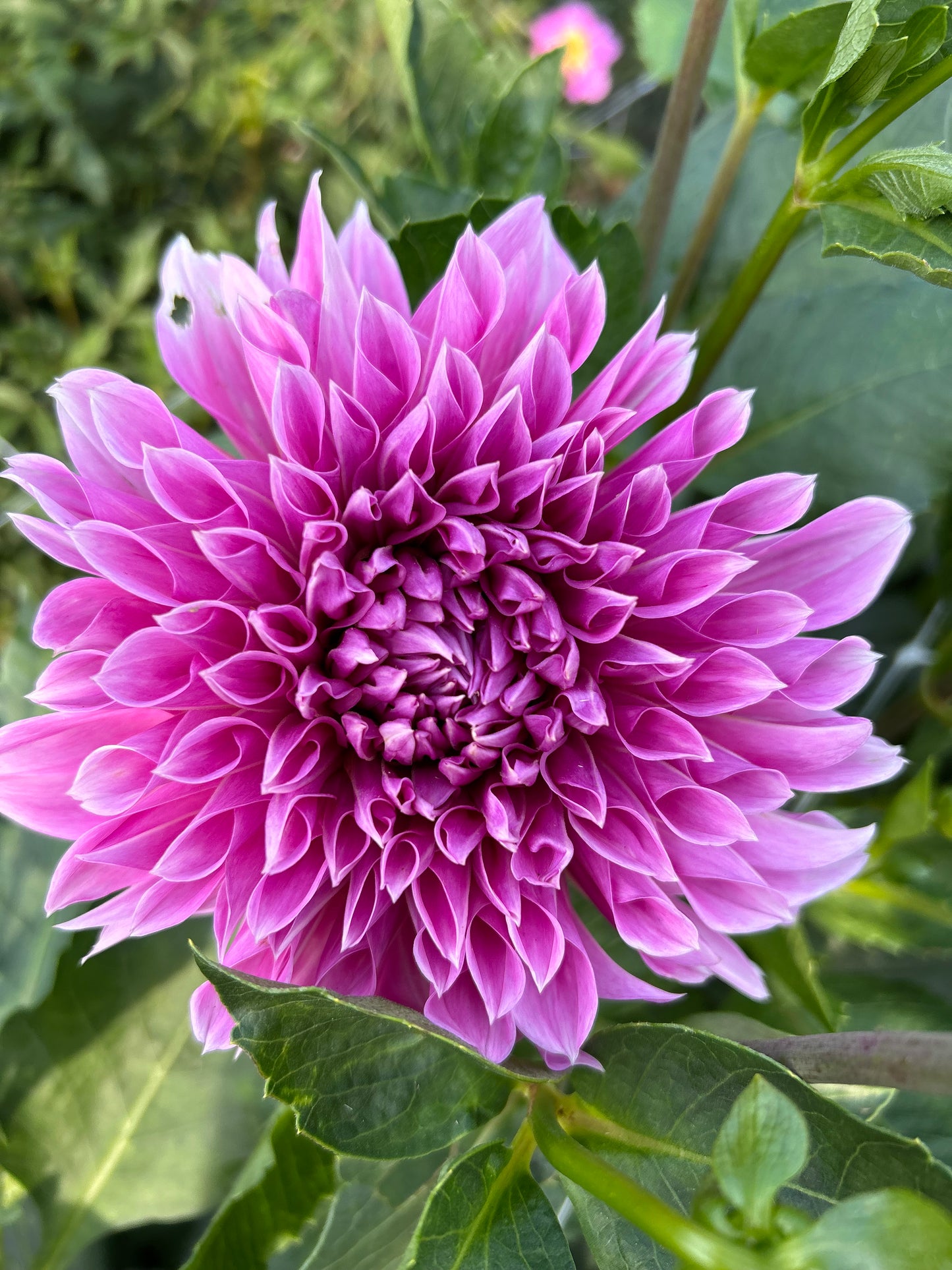 Lavender Perfection