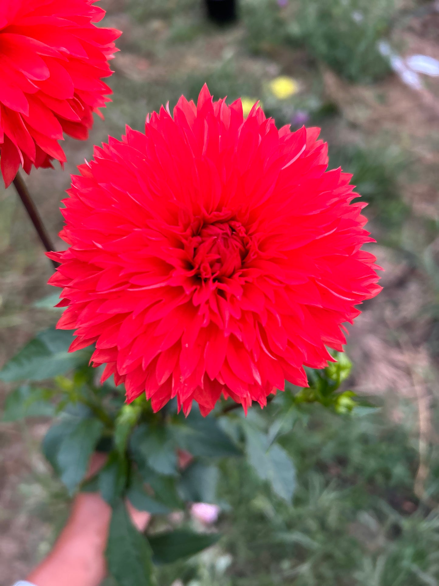 Improved Orange Cushion