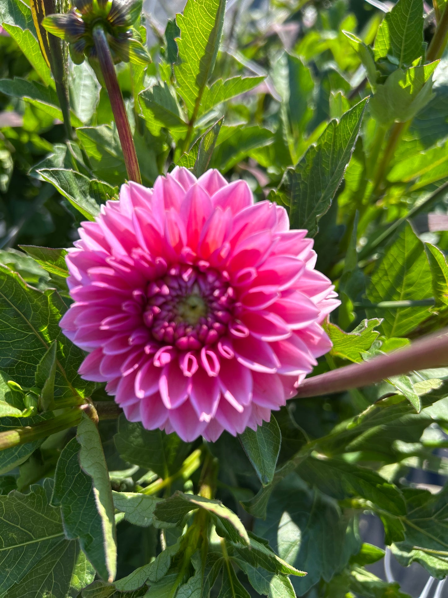 Pink Sylvia