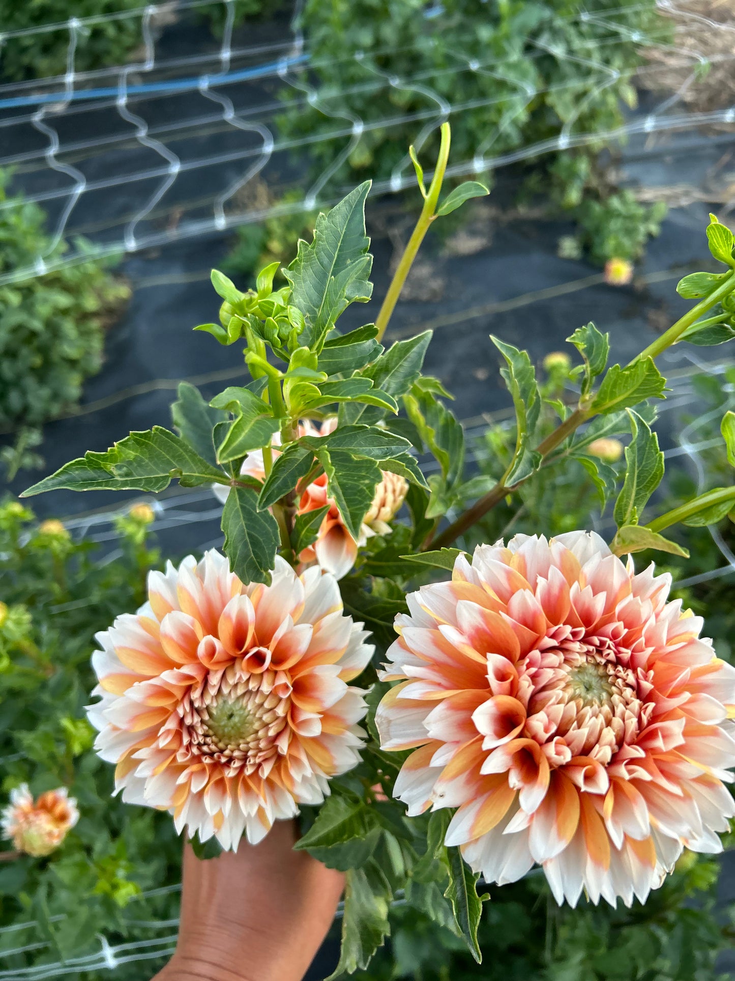 Robann Creamsicle