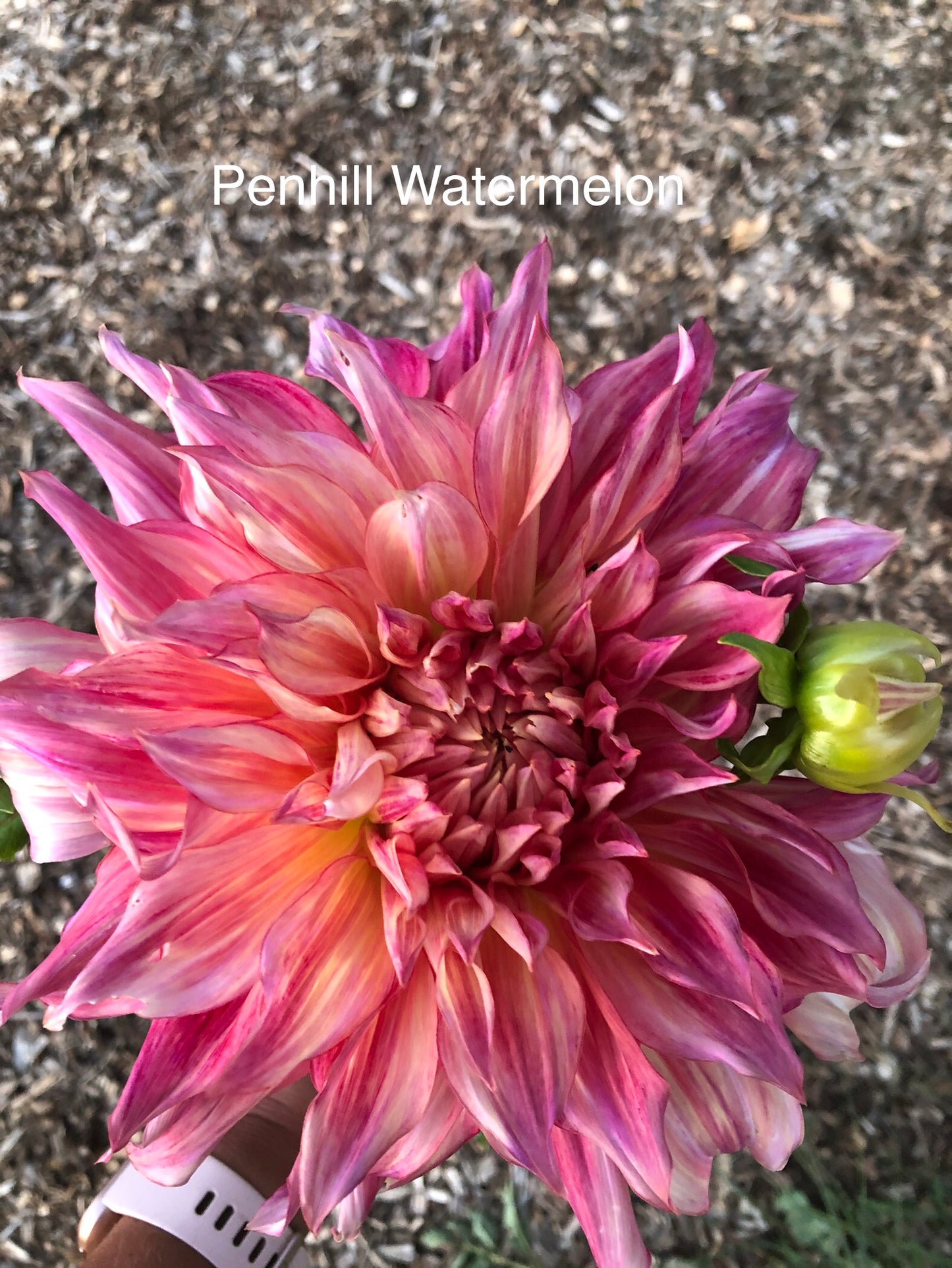 Penhill Watermelon Bulk Pack (5)