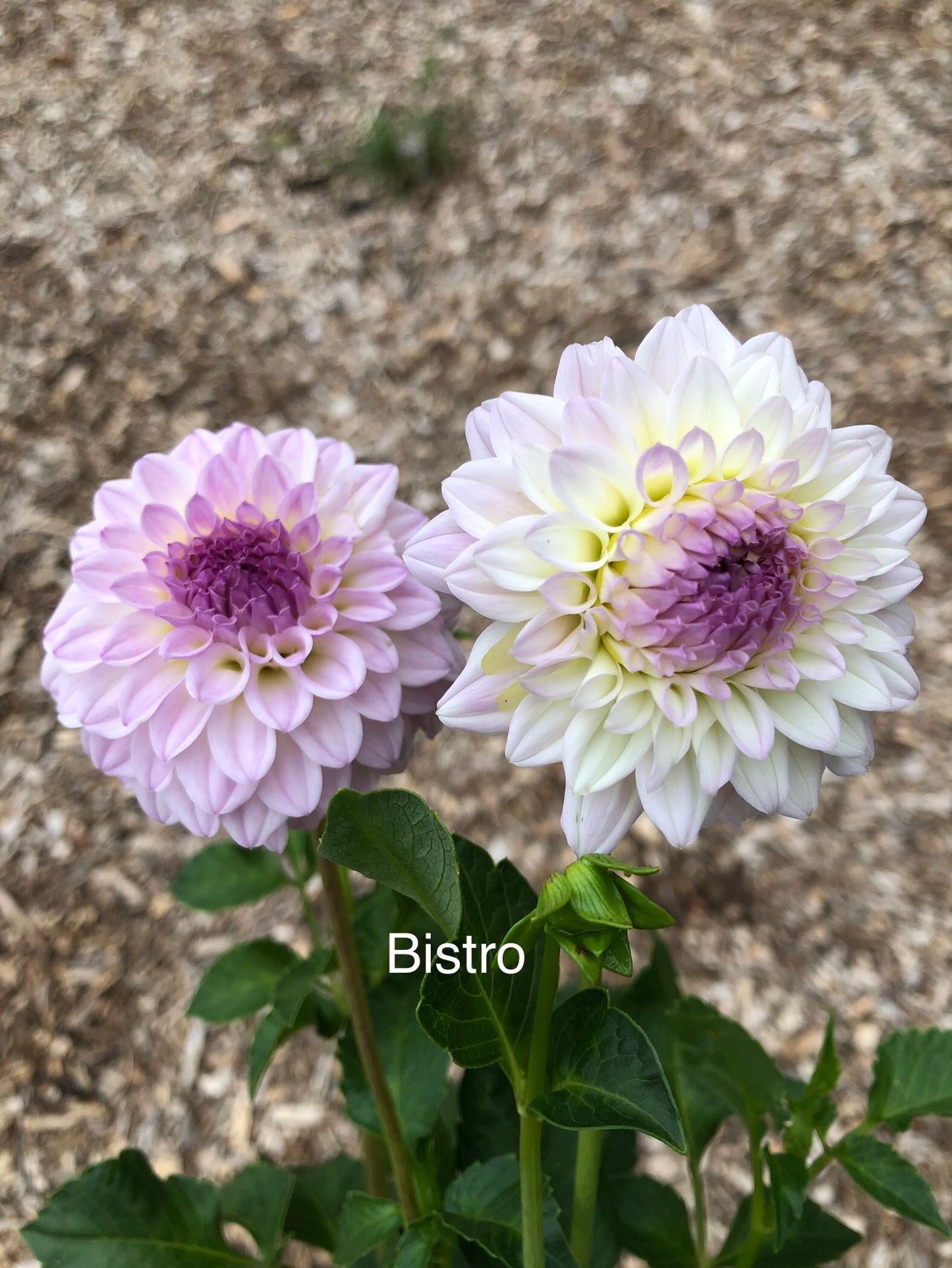 Bistro
