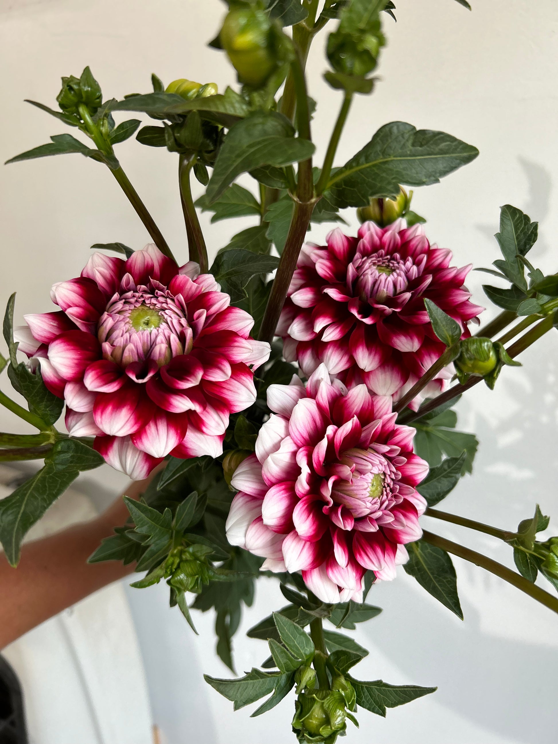 Checkers – Dolly Joy