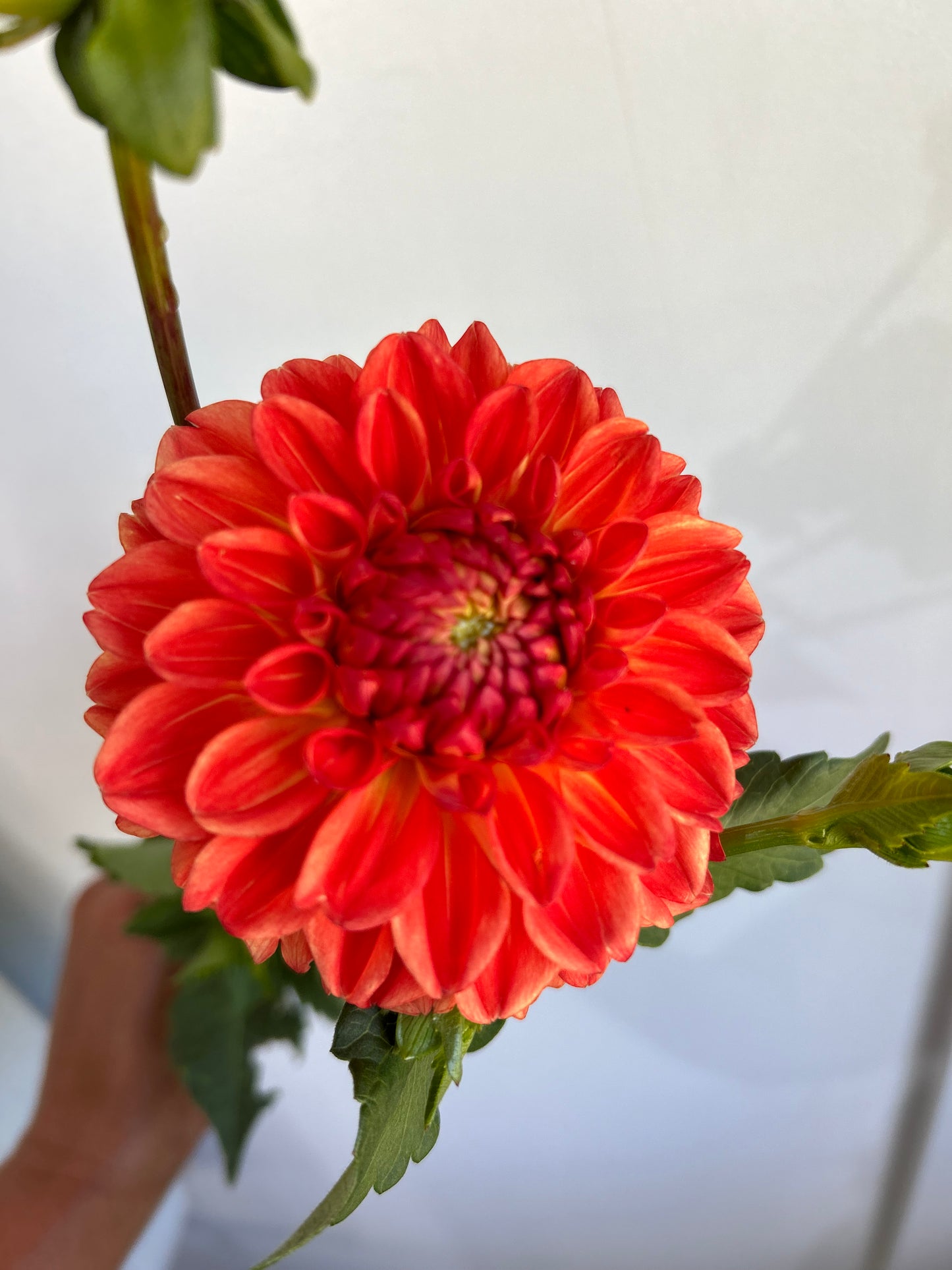 Orange Symphony