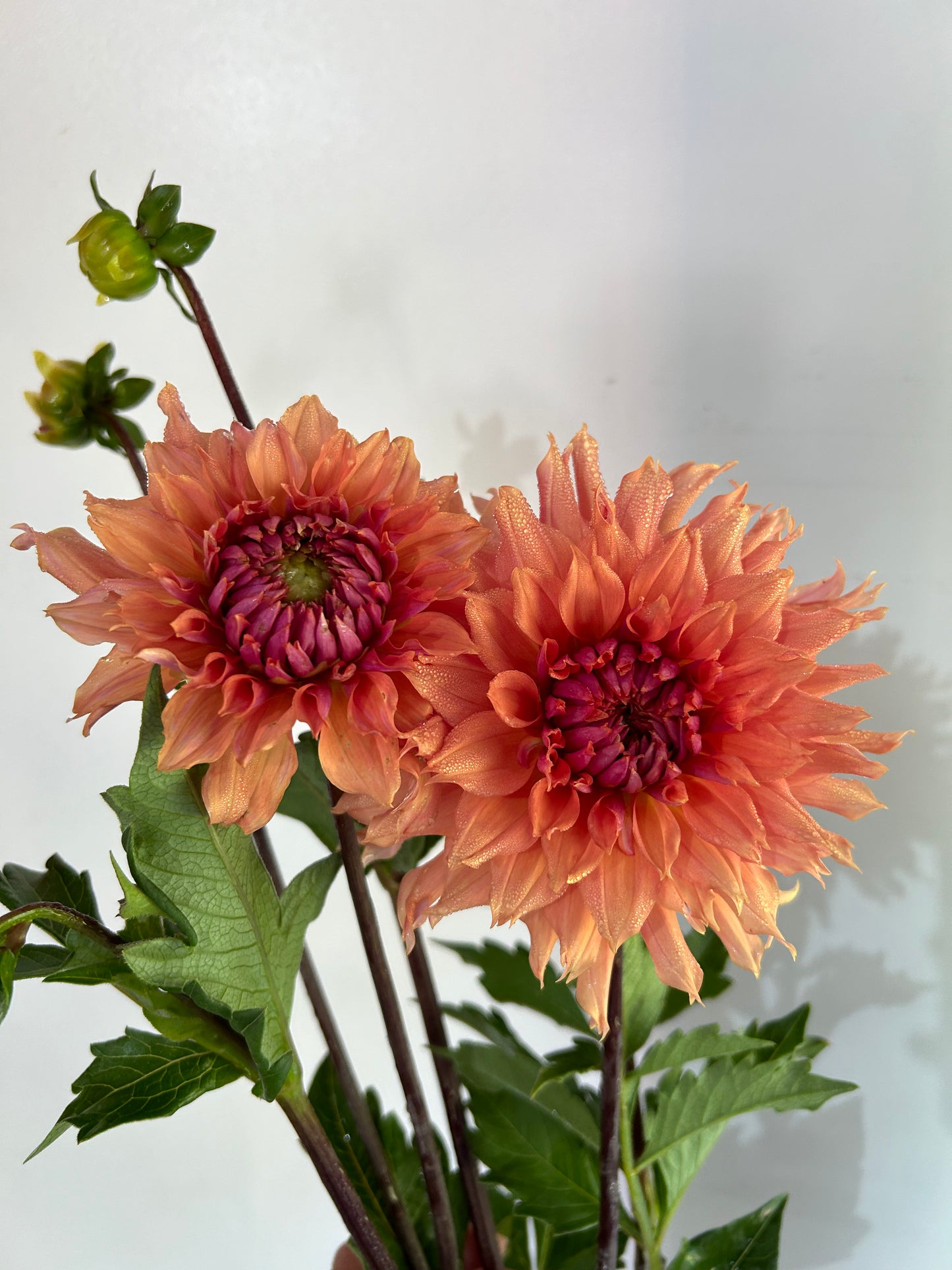 Terracotta