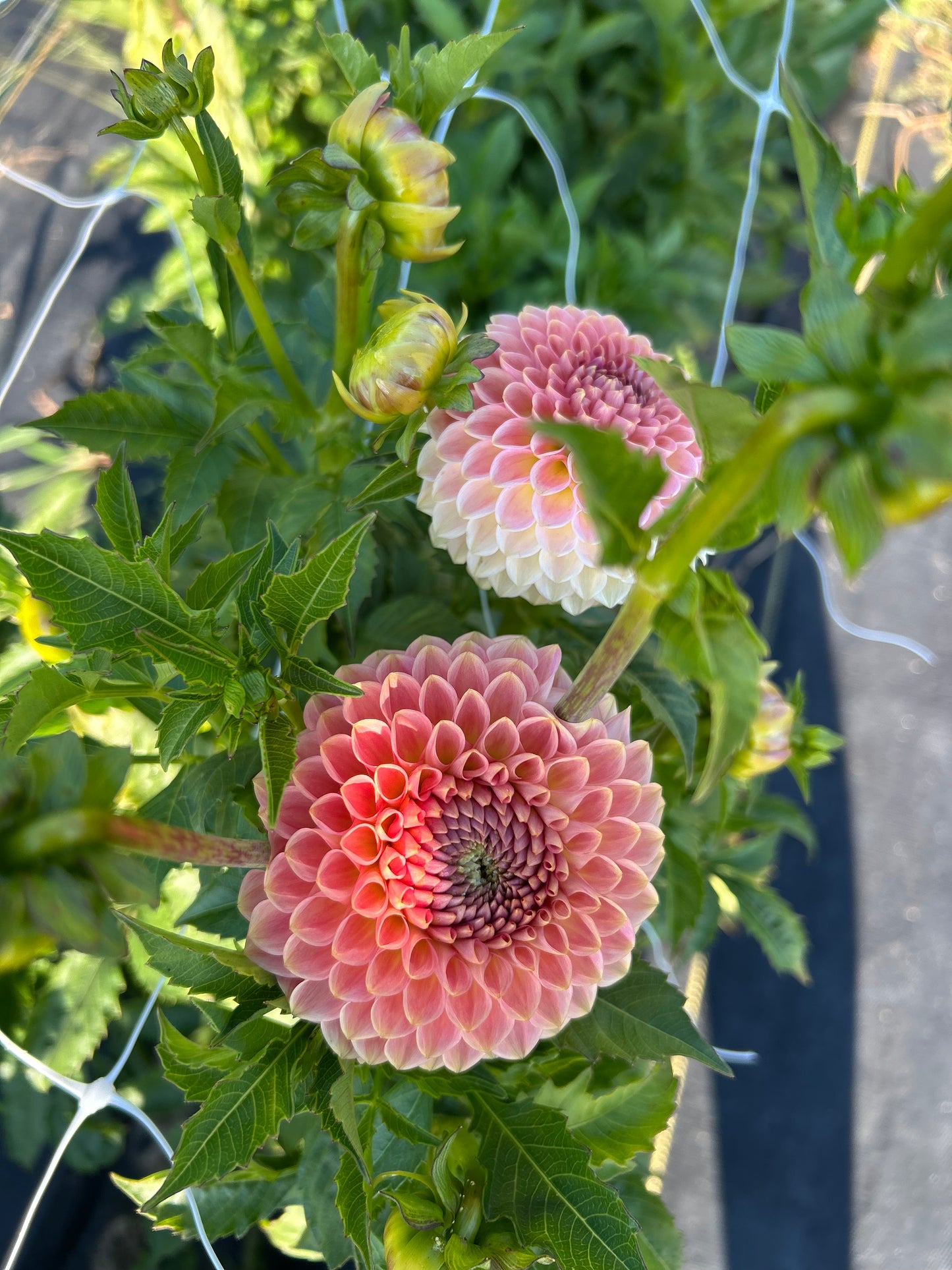 20th Ave Softer Peach