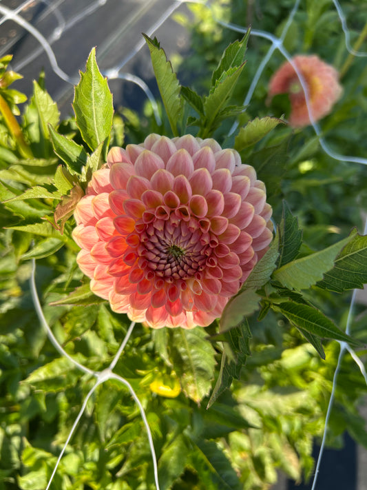 20th Ave Softer Peach