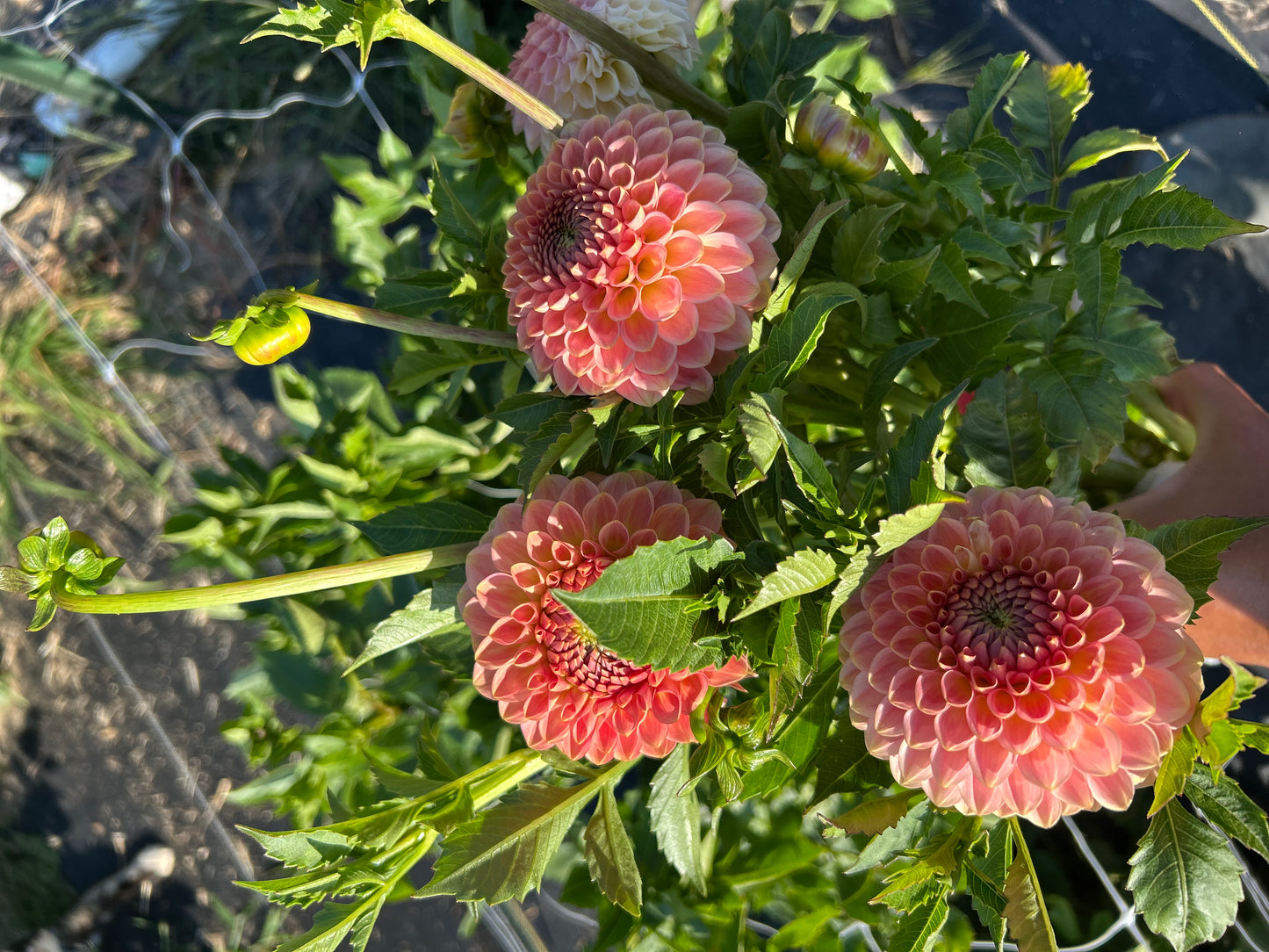20th Ave Softer Peach