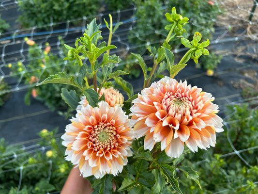 Robann Creamsicle