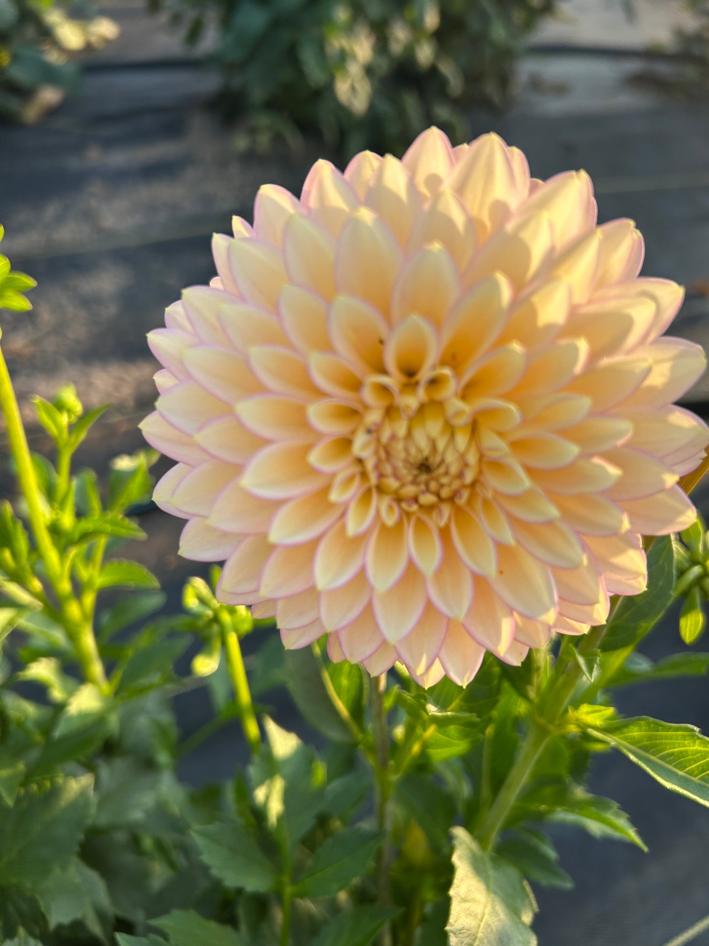 Bloomquist Blush