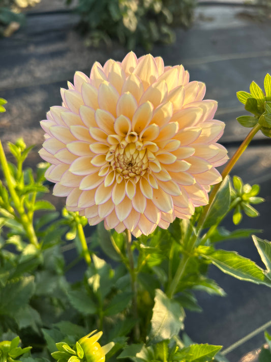 Bloomquist Blush