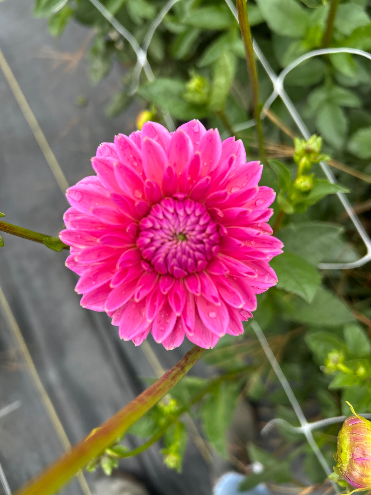 Pink Sylvia