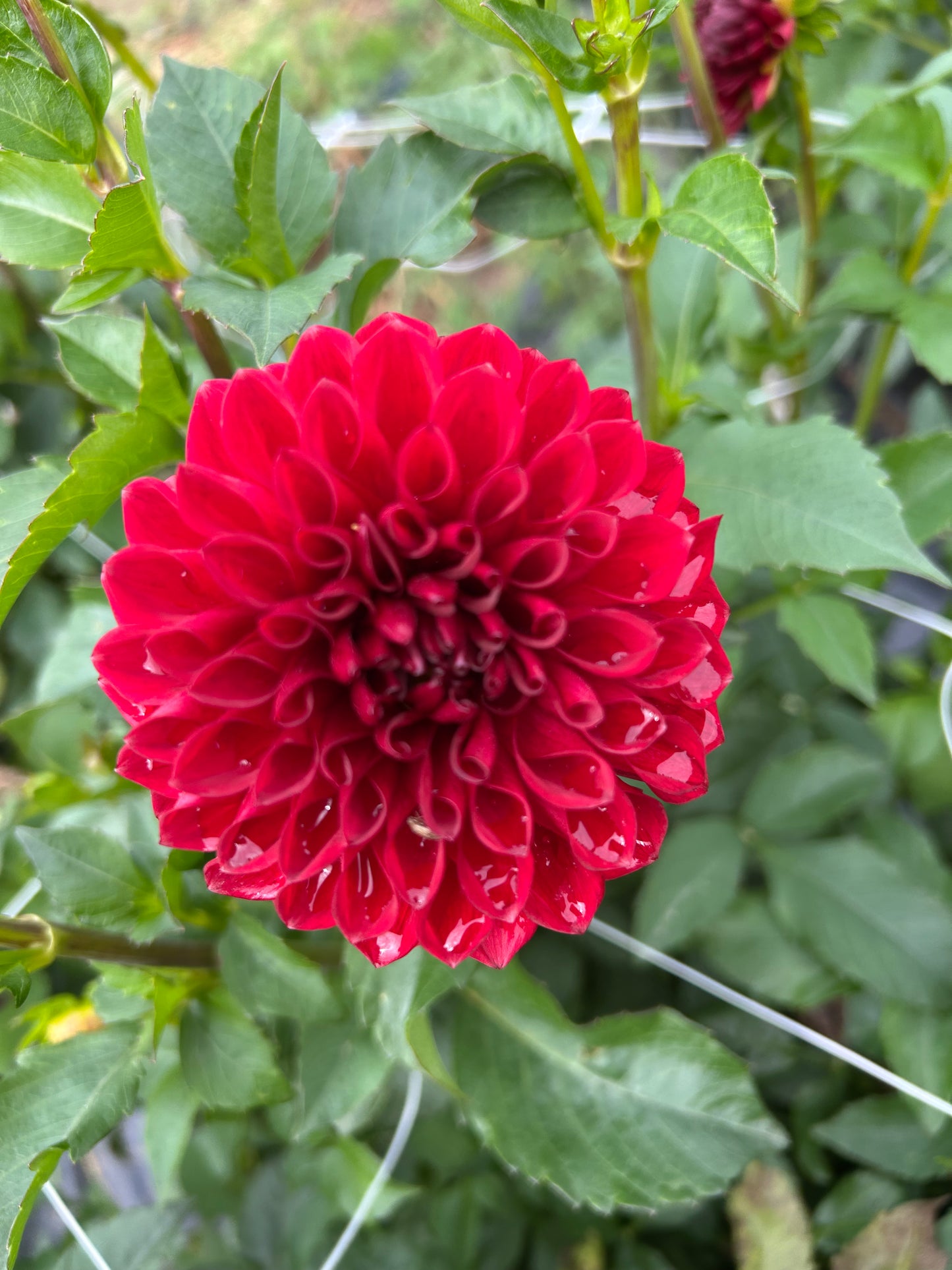 Sheval Megan